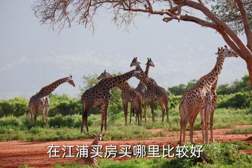 在江浦买房买哪里比较好