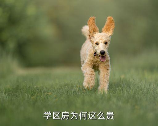学区房为何这么贵