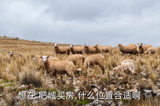 想在 肥城买房,什么位置合适啊