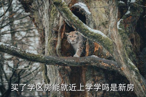 买了学区房能就近上学学吗是新房