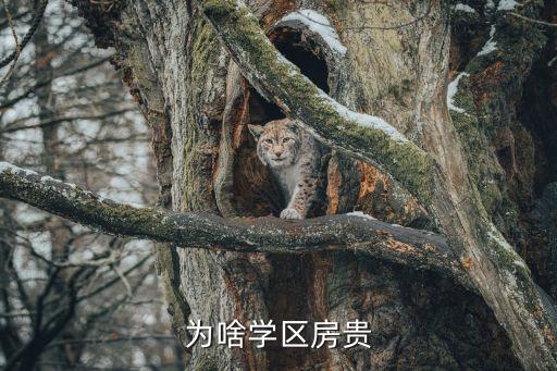 为啥学区房贵