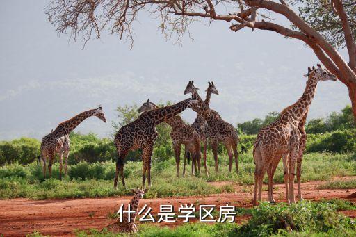 什么是学区房