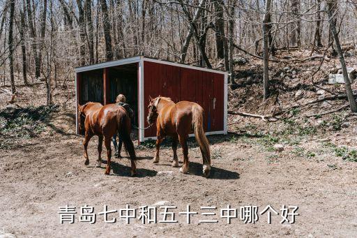 青岛51中学区房哪个好，青岛七中和五十三中哪个好