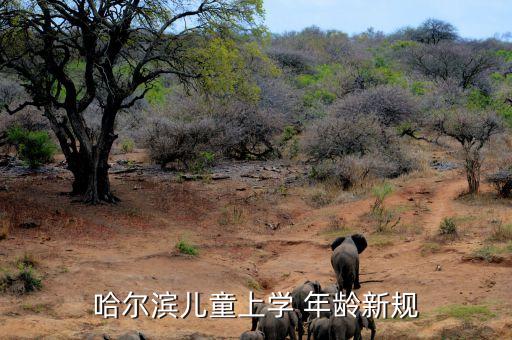 哈尔滨儿童上学 年龄新规