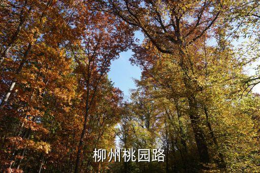 柳州桃园路