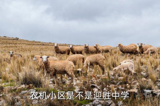 英雄山哪个小学区房好