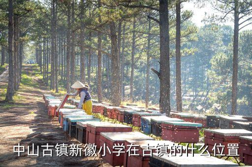 中山古镇新徽小学在古镇的什么位置