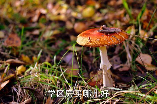 学区房买哪儿好