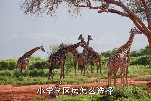 小学学区房怎么选择