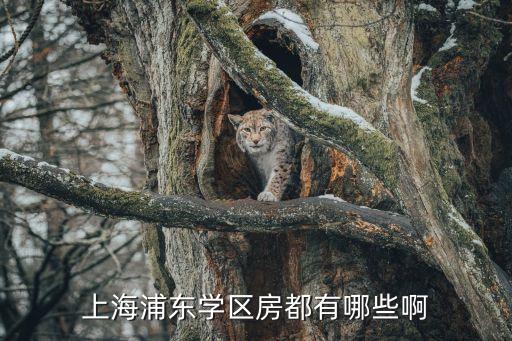 上海浦东学区房都有哪些啊