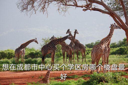 想在成都市中心买个学区房哪个楼盘最好