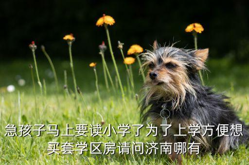 急孩子马上要读小学了为了上学方便想买套学区房请问济南哪有