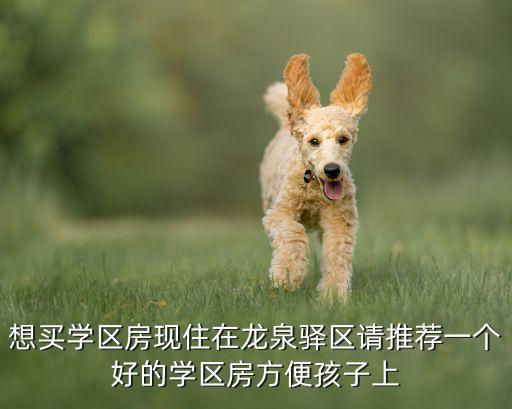 想买学区房现住在龙泉驿区请推荐一个好的学区房方便孩子上