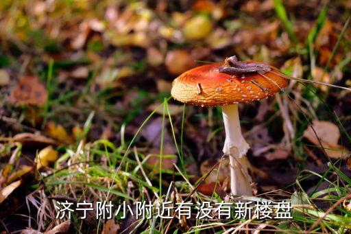 济宁附小附近有没有新楼盘